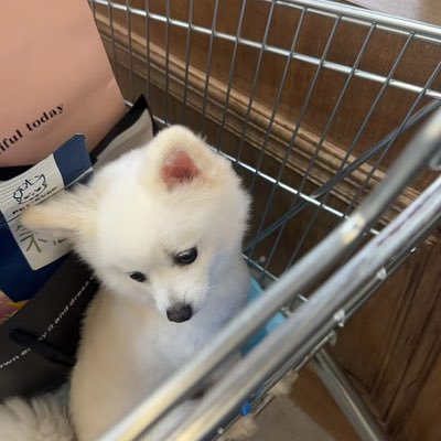 Asher_Bingx's profile picture. Long substance, short status. Listing VP , https://t.co/Bs3iidwfIy ｜Official Cryptocurrency partner of @ChelseaFC ｜Listing DM 👇