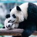 🐻🐼 (@medo_medo_00) Twitter profile photo 🐻🐼 (@medo_medo_00) Twitter profile photo