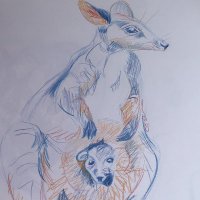 The Possum Party: A Multispecies Anarchist Party. (@thepossumparty1) 's Twitter Profile