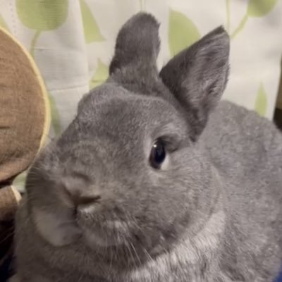 nl1128Buu's profile picture. #DDR #BPLS5 #TeamROUND1 所属/DDR/おもち🐱あんず🐱でであ🐰