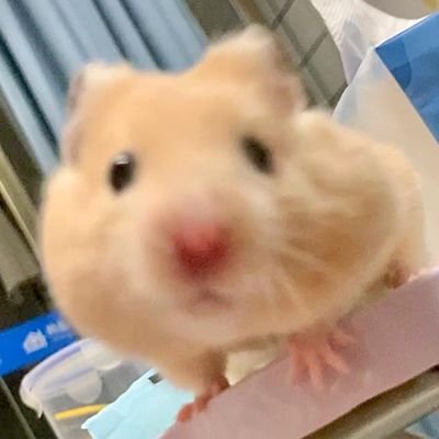 Gokoottta's profile picture. 