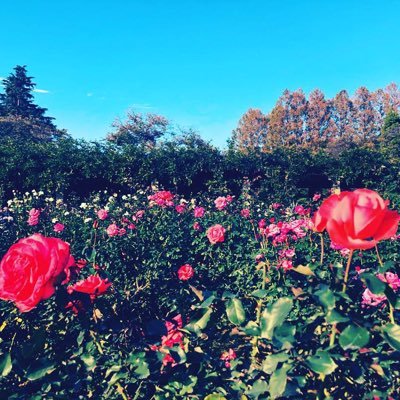 marditokyo's profile picture. 備忘録＆ダイエット📚✍🏻