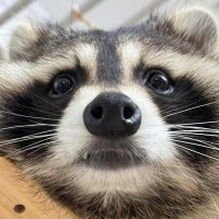 RACCOON (@letstangle12387) 's Twitter Profile