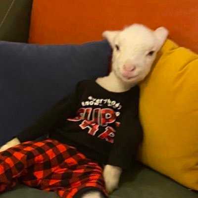 leflan3ur's profile picture. dreamer