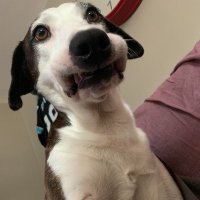Vince Cambruzzi (@vcambruzzi) 's Twitter Profile