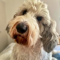 Major Frankie & cousin Dottie PBGVs extraordinaire (@good_pbgv) 's Twitter Profile
