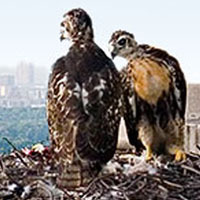 Urban Hawks and other wildlife in Central Park and NYC