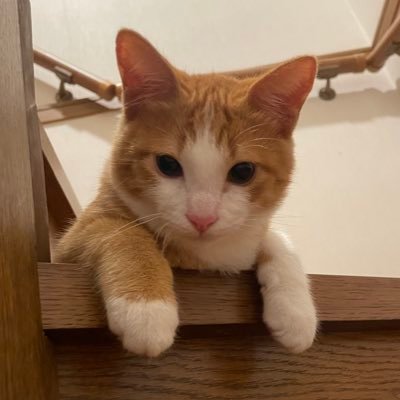 宝塚と劇団四季が好き🥰今年に入ってからTHEALFEEの沼に入ってしまいました😇ドドドドドド新規です😇教えてください!!!!!!!反応ゆっくり🐢エロ垢はブロ解します