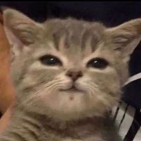 TERMI YT (@termiyt3) 's Twitter Profile