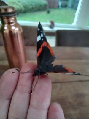 Chantal57922195's profile picture. Reiki practitioner🙌
Voetreflexmassage🦶🏼
Hypnotherapeut🗝 
Essentiële oliën van dōTERRA🌿
Insta: healingbychantal