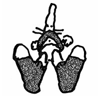 lou (@trapdoor_hog) 's Twitter Profile Photo