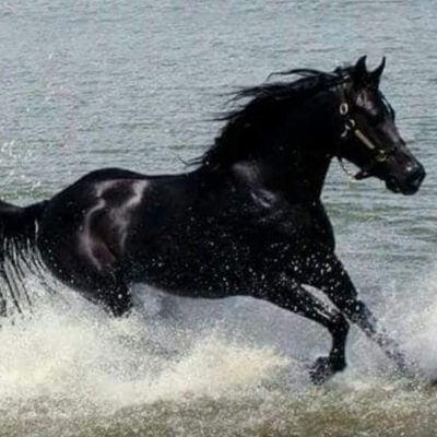 alghurair60636's profile picture. اتخذ الله صاحبا ودع الناس جانبا