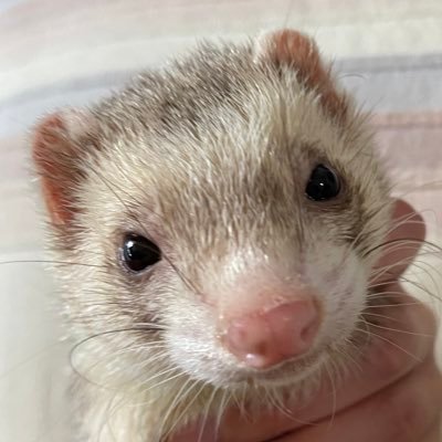うんぽこ・ろこさんのプロフィール画像
