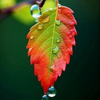 Earth Of Nature (@earthofnature) 's Twitter Profile