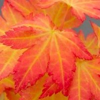 Maple School Blackpool (@lotusblackpool) 's Twitter Profile