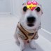 DJ_JIMMY (@lovedogs_jimmy) Twitter profile photo DJ_JIMMY (@lovedogs_jimmy) Twitter profile photo