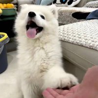 蒲桃荚子 (@putaonut) 's Twitter Profile