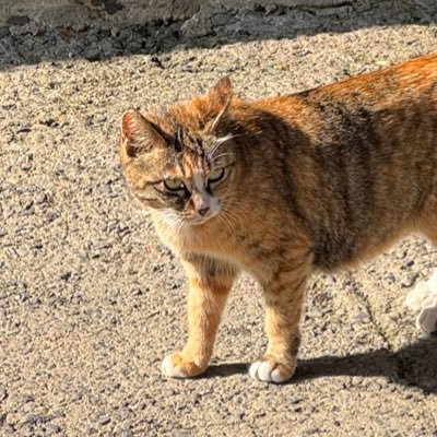 myaon__gim's profile picture. 야옹