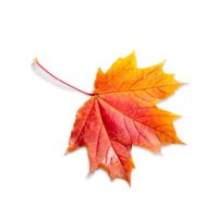 Canadian Grief Alliance (@griefallianceca) 's Twitter Profile Photo