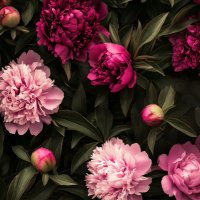 Fatimah Yahya|فاطمة يحيى (@phd_fy14) 's Twitter Profile