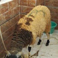 hasni (@hasni7484) Twitter profile photo