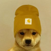 Dogwifbeanie (@dogwifbeaniesol) 's Twitter Profile Photo Dogwifbeanie (@dogwifbeaniesol) 's Twitter Profile Photo