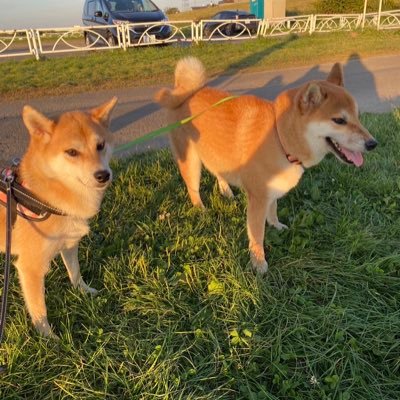 ゲーム用サブ垢。食レポ、動物癒し、いいね( 。・ω・。)ノ 凸ポチッキチガイのパパとママを持つ娘キノコ伝S1058鯖 アルテミス所属
