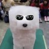thoughtsofskott's profile picture. self proclaimed ketamine king.