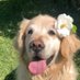 𝑝𝑢𝑘𝑝𝑖𝑘 ♡ 🐶🐱 ♡ (@pukpukkyy12) Twitter profile photo 𝑝𝑢𝑘𝑝𝑖𝑘 ♡ 🐶🐱 ♡ (@pukpukkyy12) Twitter profile photo