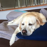 Lisa Holdaway (@lisa_lockherup) 's Twitter Profile