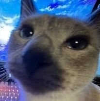 noodlez_ra60883's profile picture. 