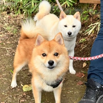 🐶ポメ豆柴MIYAVI♂·白豆柴さえたん♀·トイプードル(tdチョコ♂·tミルク♀·cメイプル♀)·マルプーのぷ~ちゃん♀·😸(マンチカン♂·アメショ♀·マンチショ♀)·🚗FIAT500C TwinAirCTM・鍋島沙衣·🎥🏍🛵🚤🛥🏖🎸🎷🎶🎾⚽️🎣⛷🏂🏌️♀️🏄🚴♀️🎳
