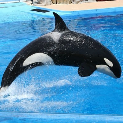 Shamu the most famous whale of all time CA: FcTQLH1TBnxpBMKgSgVeswY8SCRv4B28nMKF88jWpump