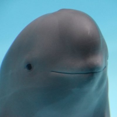 lesbianporpoise's profile picture. lesbianism.