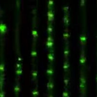 UCSD Biological Physics (@ucsd_biophysics) 's Twitter Profile Photo UCSD Biological Physics (@ucsd_biophysics) 's Twitter Profile Photo