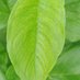GREEN 💚 TREE 🌲 (@sonalkumar94692) Twitter profile photo GREEN 💚 TREE 🌲 (@sonalkumar94692) Twitter profile photo