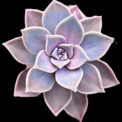 Ashley2230bpy's profile picture. ❤️ ⚾️ 🍫 🧋🐶