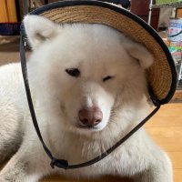 rama (@rinnkedao) 's Twitter Profile Photo