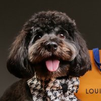 kAI (@kaiwen0x) 's Twitter Profile Photo