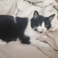 Austin Bastida Ramos (@crobiebiscuits) 's Twitter Profile