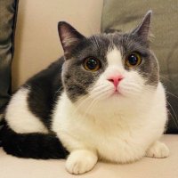 Stand by MEOW❣️ (@tokuyougurasi) Twitter profile photo