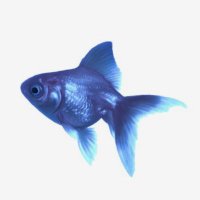 Fishie (@ohhithere4321) 's Twitter Profile