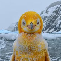 Rarest Asian Penguin c/a: 8GD1Y9yAvvt5eSui6GWBNrswYD3rddnUEQaTGZUNpump https://t.co/n1LhGVWkDB