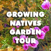 Growing Natives Garden Tour (@growing_natives) 's Twitter Profile Photo Growing Natives Garden Tour (@growing_natives) 's Twitter Profile Photo
