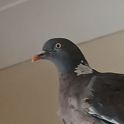 Jamie_Ducie_'s profile picture. Pet Pigeon of #ILRGT race winner @BeautifulBestia. Part time racer on Gran Turismo 7.