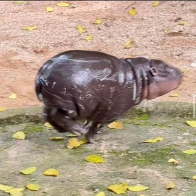 mooodengclan's profile picture. big fan of that one hippo