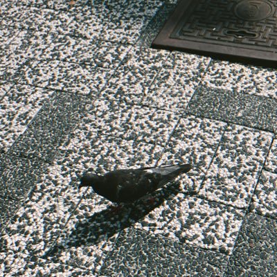 _q9900's profile picture. 김준규🫳🏻 나의 강아지 ૮ ・・ა 나의 고양이 ꉂ ･ ･ ☆     나의 별 .⊹˖ᯓ★. ݁₊   在我的夢裡成為我永遠的愛人吧