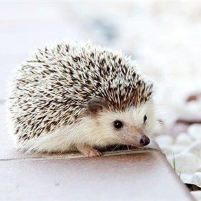 kokomi772518's profile picture. 副業で安定した収入を得る方法を発信中。副業初心者にお得な情報をお届け。わずかですがプレゼント企画もしています♫ なくなり次第終了⇒ https://t.co/gckXPizijz