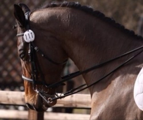 SilverhillStbls's profile picture. the davis family who do a bit of everything, lord percy, dutch diva, king arch, the original war horse who events and sir choccy with small jockey (hes a dude)