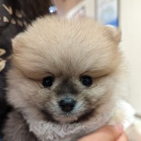 haru (@k_080417) 's Twitter Profile